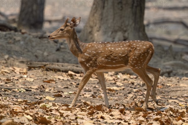 Axis deer, Chital (Axis axis), antlers, morning light, backlight, Kanha National Park, Tiger Reserve, Jabalpur, Madhya Pradesh, India, Asia