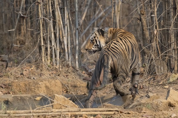 Tiger (Panthera tigris), Bengal tiger or Indian tiger, big cat (Pantherinae), carnivore (Carnivora), critically endangered, GPS tracker collar, climbs out of waterhole, bamboo, Tadoba National Park, tiger reserve, Maharashtra, Chandrapur, India, Asia