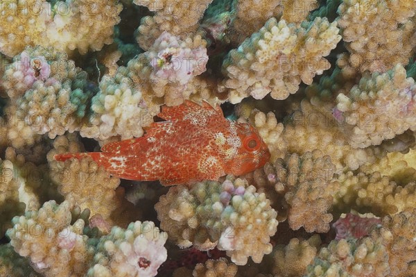 Yellow-spotted scorpionfish (Sebastapistes cyanostigma)