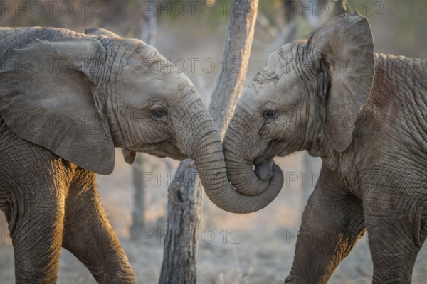 Elephants playing in the Kruger National Park, South Africa, Africa