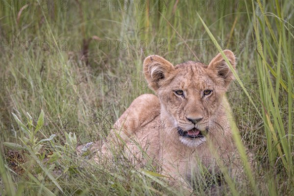 A Lion cub relaxing in the grass in the Okavango Delta, Botswana, Africa
