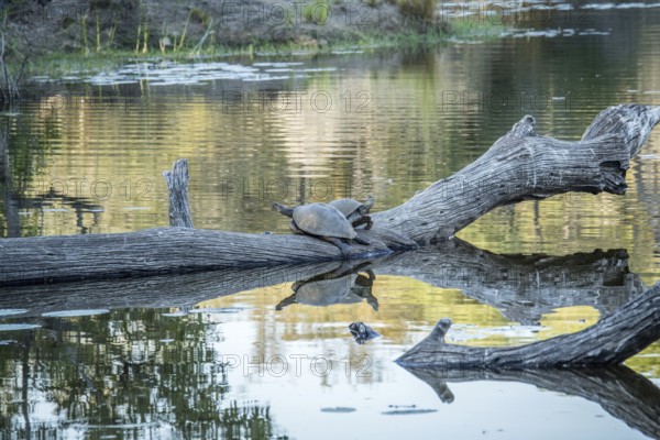 Two Speckled terrapins on a branch in the water in the Kruger National Park, South Africa, Africa