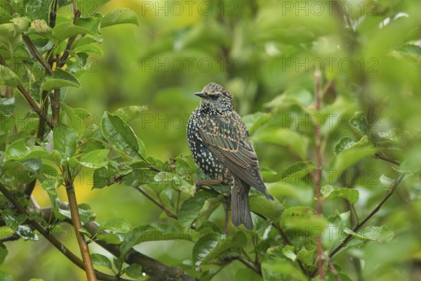 Starling (Sturnus vulgaris)