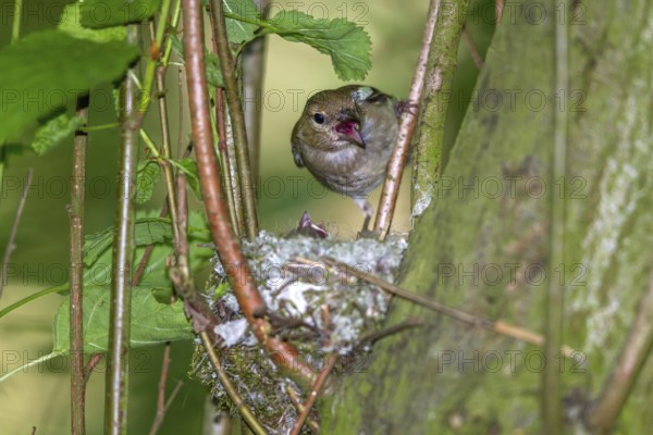 Chaffinch - female at the nest (Fringilla coelebs)