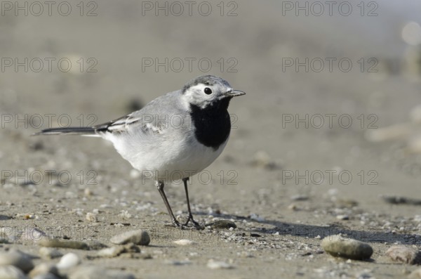 White wagtail (Motacilla alba)