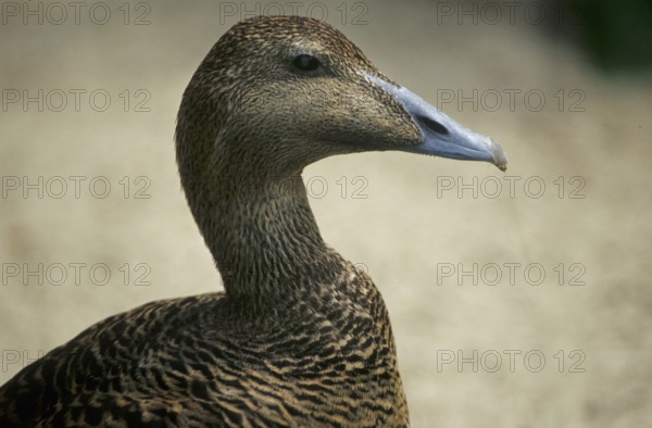 Eider duck (Somateria mullissima)