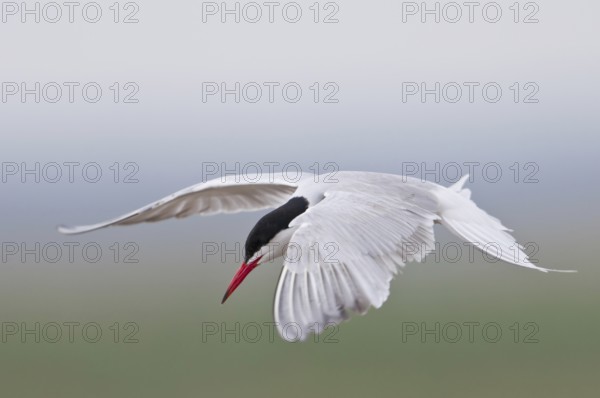 Common Tern (Sterna hirundo)