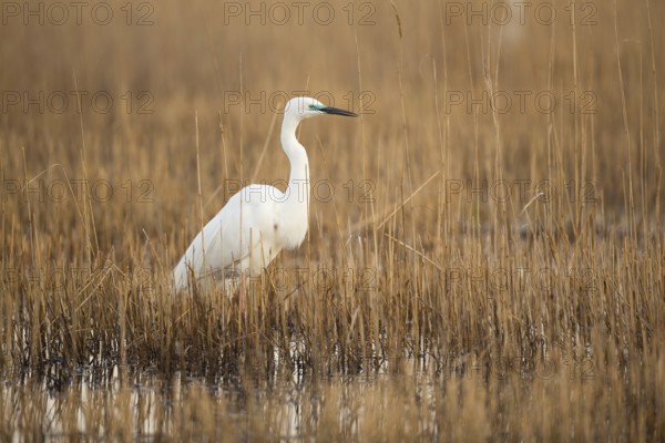 Great White Egret (Casmerodius albus)
