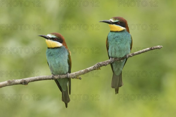 Bee-eater (Merops apiaster)