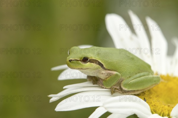 Mediterranean tree frog on daisy flower (Hyla meridionalis)