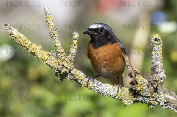 Common redstart - male on a branch (Phoenicurus phoenicurus)