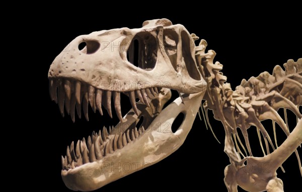 Tyrannosaurus Rex skeleton on black isolated background