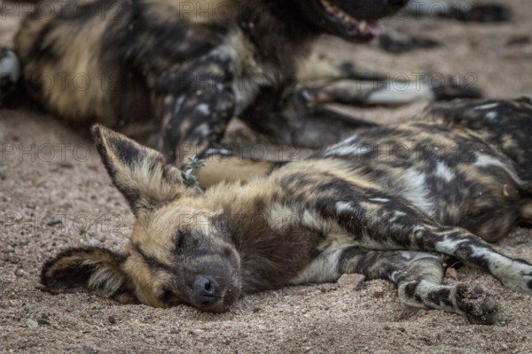 An African wild dog sleeping in the Sabi Sand Game Reserve, South Africa, Africa