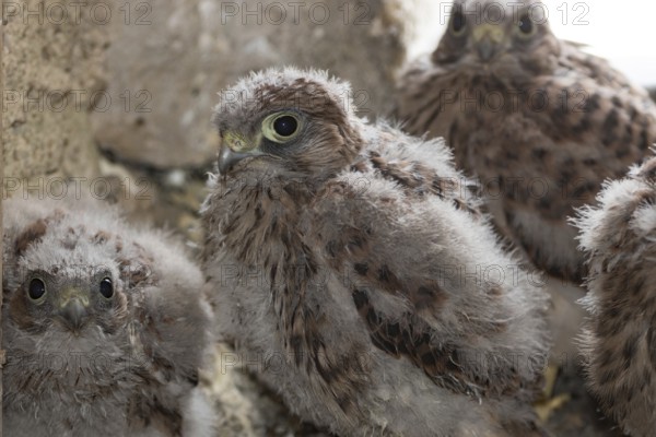 Kestrel (Falco tinnunculus)