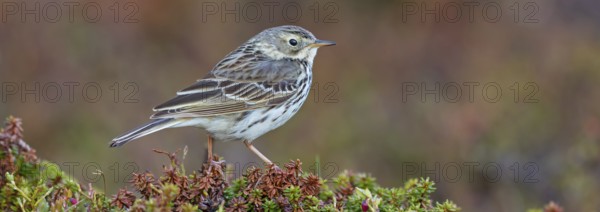 Meadow Pipit, (Anthus pratensis), Pipit farlouse, Bisbita Común, animals, birds, family of stilts and pipits, Varanger, Finnmark, Norway, Europe