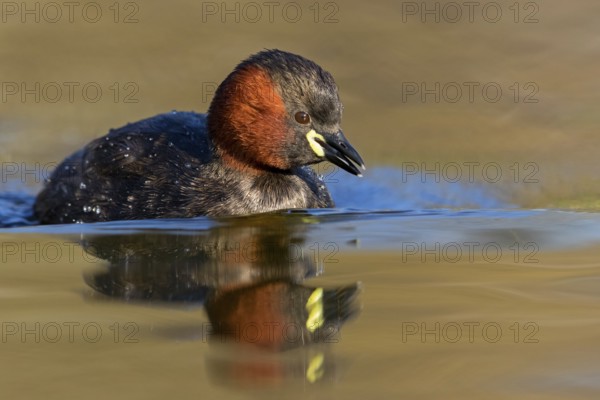 Little grebe, (Tachybaptus ruficollis), (Podiceps ruficollis), animals, birds, grebe family, swims in the water, biotope, habitat, Rosensteinpark, Stuttgart, Baden-Würrttemberg, Federal Republic of Germany