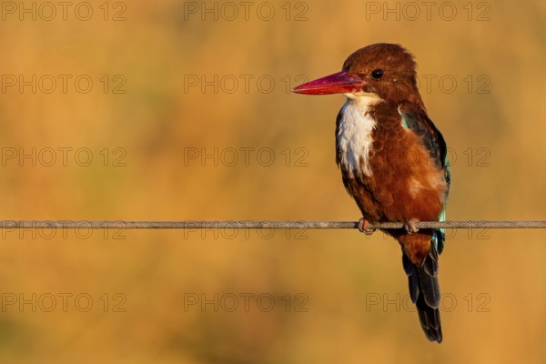 Brown kingfisher, (Halcyon smyrnensis), kingfisher, animals, birds, kingfisher family, Lahavot HaBashan Fish Ponds, Hula Valley, Northern District, Israel, Asia