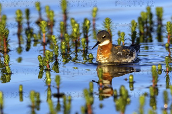 Odin's chicken, (Phalaropus lobatus), swims in the water, wading bird, Varanger, Finnmark, Norway, Europe