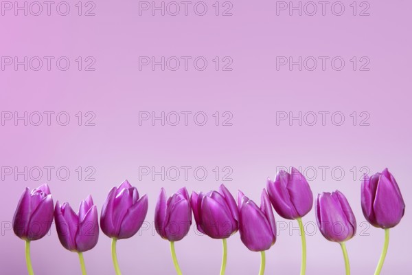 Pink tulips flowers in a row group line arrangement on pink background