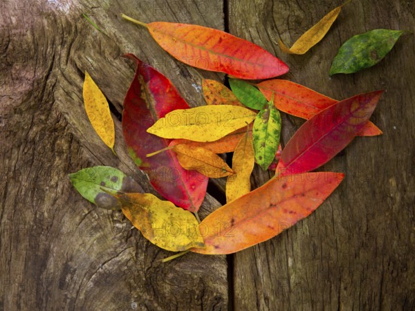 Autumn fall red golden dried leaves over aged wood