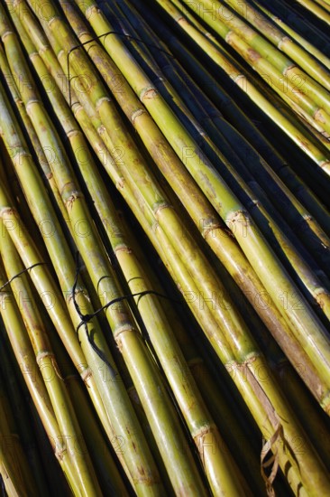 River green cane harvest texture pattern background in Valencia Parc de Turia of Spain