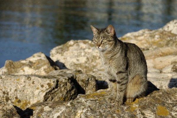 Tiger cat in Lagos, Algarve, Portugal, Europe