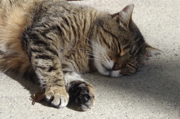 Tabby farm cat resting