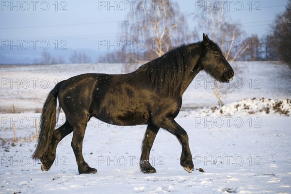 Friesian horse in winter