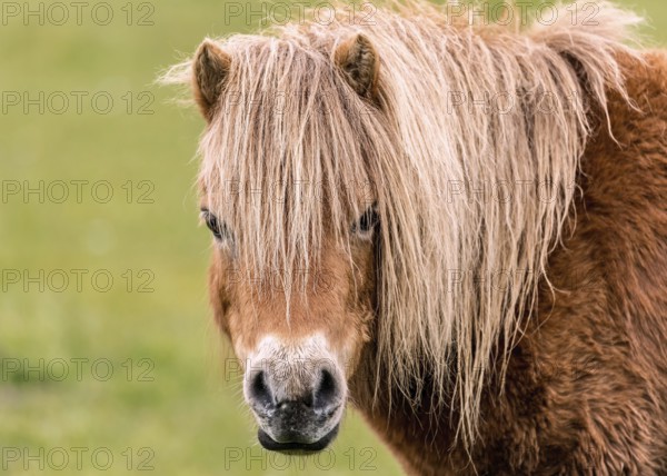 A mini horse looking straight at the camera