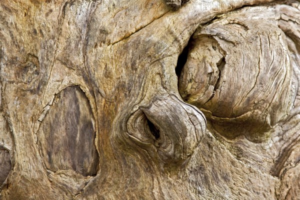 Tree face, wooden head