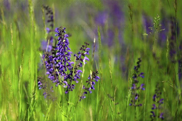 Meadow sage, Salvia pratensis, meadow sage