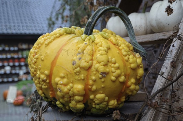 Large yellow pumpkin with warty structure, placed outdoors, borken, münsterland, germany