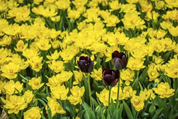 Blooming beautiful colorful natural flowers in view