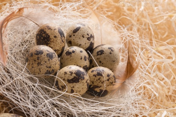 Quail's eggs