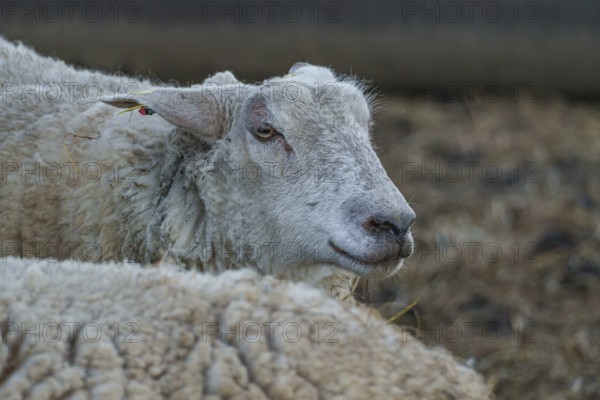 Profile view of a sheep with an attentive look in the stable, ramsdorf, münsterland, germany