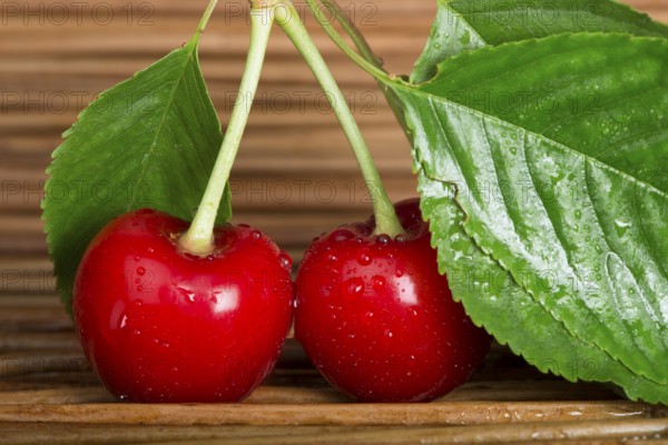 Two Cherries close up. Branch with leaves. Studio shot