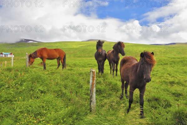 Well-groomed horses graze and play with each other in a meadow near the farm. Herd of Icelandic horses