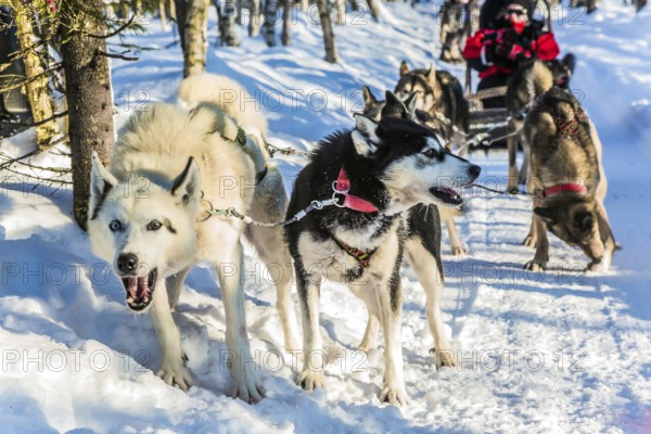 The dogs stopped for a rest. Finnish Husky Sled Dog. Great ride on sled dogs. Lapland. The winter polar sun lows above the horizon in the morning. The concept of extreme and active tourism