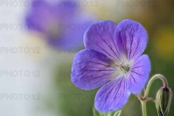 Geranium pratense, the meadow crane's-bill or meadow geranium, Geraniaceae native to Europe and Asia