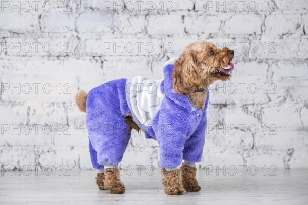 Small funny dog of brown colour with curly hair of toy poodle breed posing in clothes for dogs. Subject accessories and fashionable outfits for pets. Stylish overalls, suit for cold weather for animal