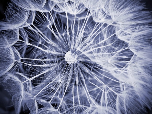 Macro of giant dandelion