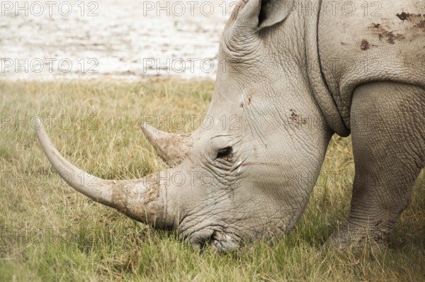 A White Rhinoceros grazing on grass at Nakuru National Park