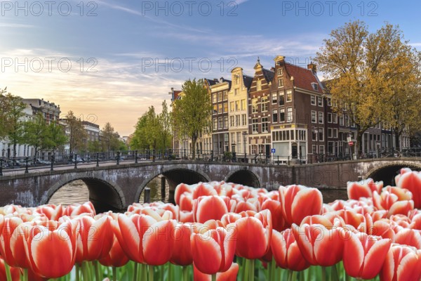 Amsterdam Netherlands, city skyline Dutch house at canal waterfront with spring tulip flower