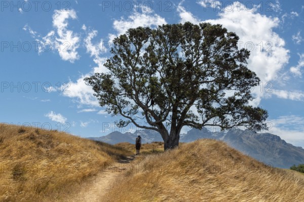 A hiker hiking on a hill passing a big tree, a scenic sky above her
