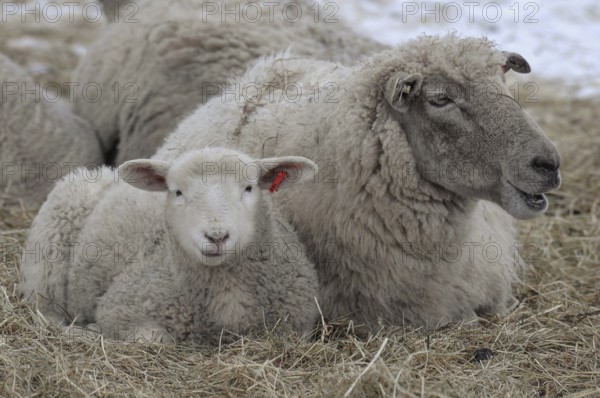 A sheep and a lamb lie next to each other in the straw on snow-covered ground, sheep, borken, münsterland, germany
