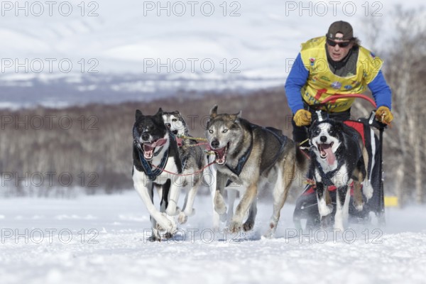 PETROPAVLOVSK, KAMCHATKA PENINSULA, RUSSIA, FEB 25, 2017: Running sled dog team Kamchatka musher Andrey Semashkin. Kamchatka Sled Dog Race Beringia, Russian Cup of Sled Dog Racing (snow disciplines)
