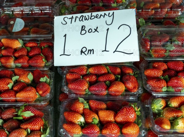 Strawberries, freshly harvested, Kea Farm Market, Cameron Highlands, Malaysia, South East Asia, Asia