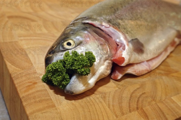 Fresh salmon trout