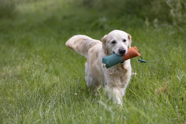 Beautiful Golden Retriever dog runs with a dummy in its mouth