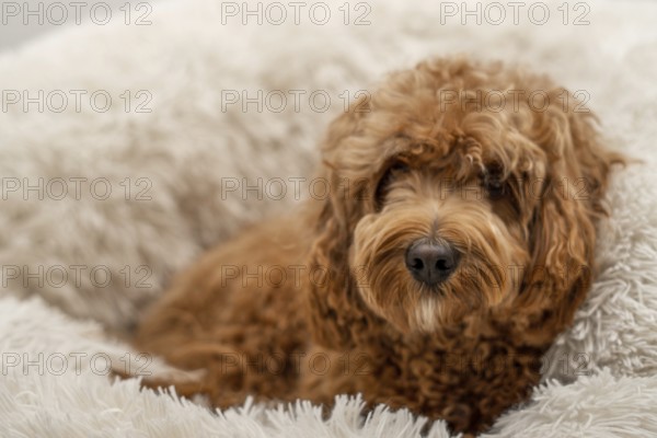 Cavapoo dog in his bed, mixed -breed of Cavalier King Charles Spaniel and Poodle